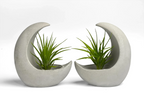 Glass Air Plant Holder with Moon Shape Design, top view - House Of Avana